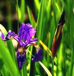 Iris pumila, in knop en bloei